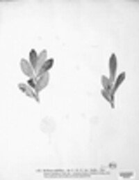 Puccinia phragmitis image